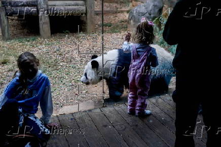 Folhapress - Fotos - Giant pandas at Zoo Atlanta, currenty the only