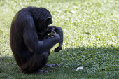 Una chimpanc abraza el cadaver de su cra dos meses despus de su fallecimiento