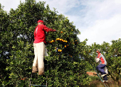 FILE PHOTO: Workers harvest oranges on a farm in Limeira, Brazil