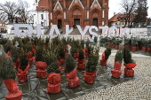 Christmas trees on sale in central Bialystok