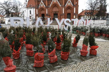 Christmas trees on sale in central Bialystok