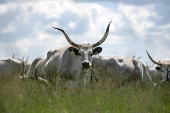 Grey cattle and calves arrive at pastures of Hortobagy National Park in Hungary