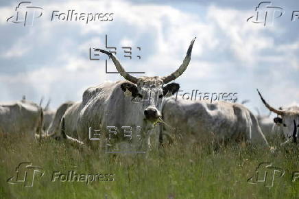 Grey cattle and calves arrive at pastures of Hortobagy National Park in Hungary