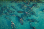 Manatees gather in the warm-water outflows of FPL power station at Manatee Lagoon in West Palm Beach