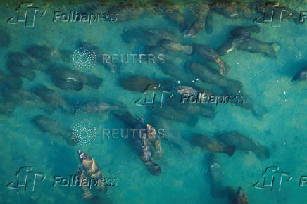 Manatees gather in the warm-water outflows of FPL power station at Manatee Lagoon in West Palm Beach