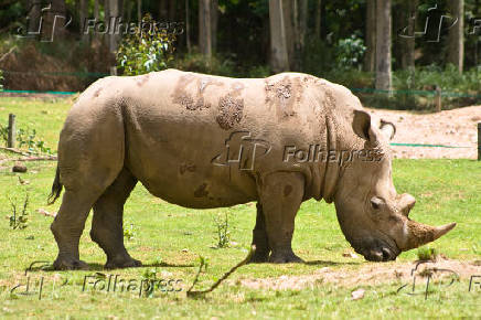 Rinoceronte branco no Zooparque Itatiba
