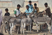 Prices of donkeys surge in Pakistan due to increasing demand from China