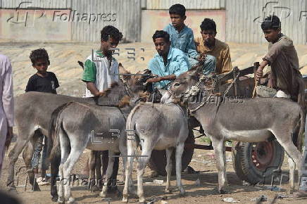 Prices of donkeys surge in Pakistan due to increasing demand from China