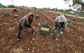 Potato production in Tunisia