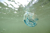 Plastic garbage floats in the sea in Phuket