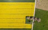 A drone view shows a rapeseed field in Oulens-sous-Echallens