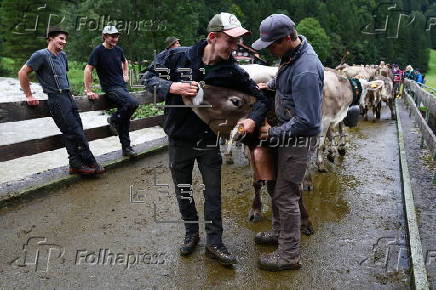 Cows get traditional bells before the annual Viehscheid festival in Bad Hindelang