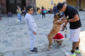 People bring their pets to be blessed on Saint Anthony's day, on the outskirts of Mexico City