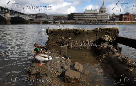 High levels of E.coli found in River Thames