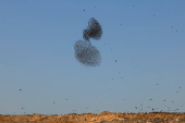 A murmuration of migrating starlings is seen across the sky at a landfill site near Beersheba