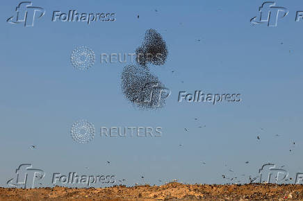 A murmuration of migrating starlings is seen across the sky at a landfill site near Beersheba