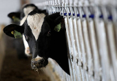 FILE PHOTO: A dairy cow stops to look up while feeding at a dairy farm in Ashland