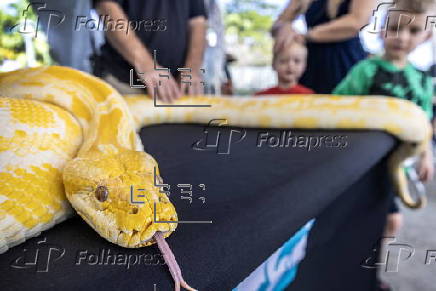 Ivory surrender event to encourage public to save elephants