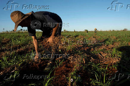 Aftermath of Hurricane Rafael in Cuba's Artemisa province