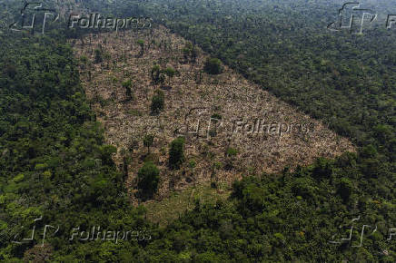 rea desmatada por grileiros dentro da Terra Indgena Trincheira Bacaj, em Altamira (PA)