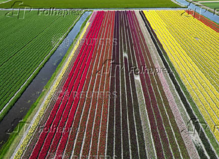 Tulip field in Lisse