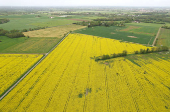 A drone view of rapeseed fields in La Rocheserviere