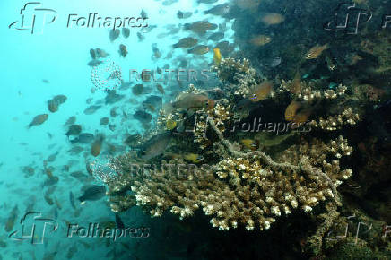 Discarded fishing gear lays on a coral reef in Phuket