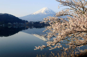 Cherry blossom in Lake Kawaguchiko