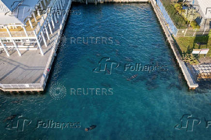 Manatees gather in the warm-water outflows of FPL power station at Manatee Lagoon in West Palm Beach