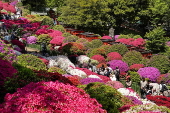 Azalea in full bloom attract visitors at Nezu Shrine garden in Tokyo