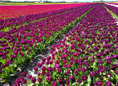 Tulips are seen in a field in Lisse
