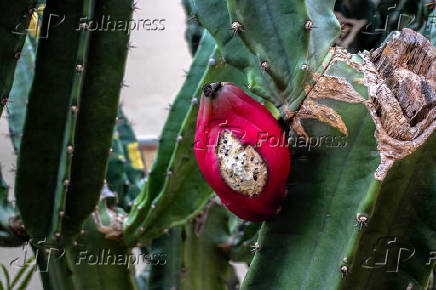 Cacto mandacaru com frutos vermelhos abertos no jardim de uma casa da cidade de Marlia