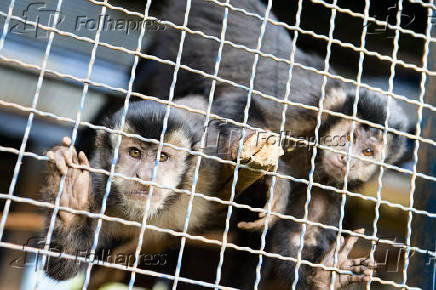 Como vivem os macacos-pregos no Cemacas