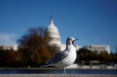 A seagull rests with the U.S. Capitol in the background in Washington, D.C.