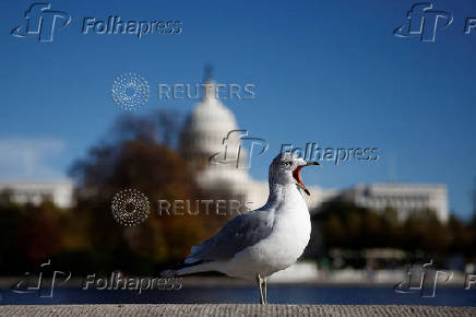 A seagull rests with the U.S. Capitol in the background in Washington, D.C.