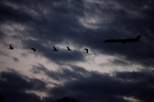 A Mitsubishi CRJ-701ER operated by American Eagle flies with geese in Washington