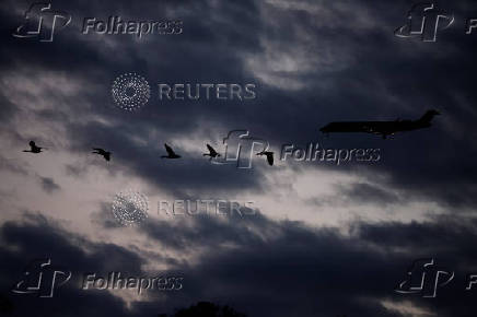 A Mitsubishi CRJ-701ER operated by American Eagle flies with geese in Washington