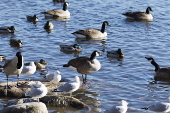 Avain Flu detedted in wild birds in Massachusetts