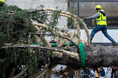 Rockefeller Christmas Tree is Delivered and Raised