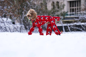 A standard poodle named Kane, walks in Central Park, in New York