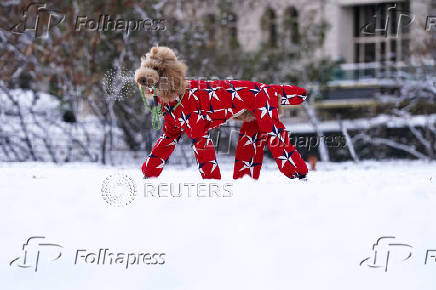 A standard poodle named Kane, walks in Central Park, in New York