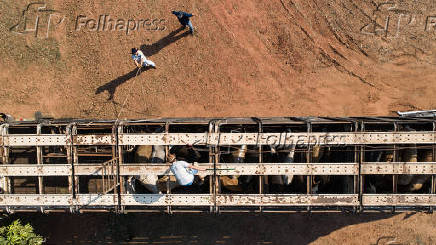 Embarque de gado vivo para a Turquia em Sales, no interior de So Paulo