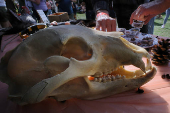 The Autumn Harvest Festival and Roadkill Cook-off takes place in Marlinton