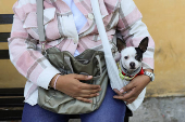 People bring their pets to be blessed on Saint Anthony's day, on the outskirts of Mexico City