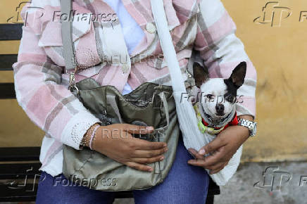 People bring their pets to be blessed on Saint Anthony's day, on the outskirts of Mexico City