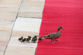 Ducks walk across the red carpet in Belgrade