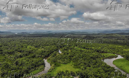 Vegetao na Reserva Guaricica, gerida pela SPVS