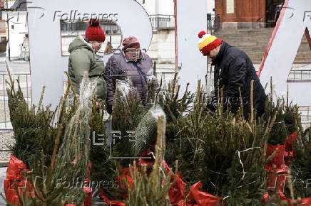 Christmas trees on sale in central Bialystok