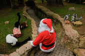 Lemurs receive Christmas boxes containing food at Bioparc Fuengirola, in Fuengirola