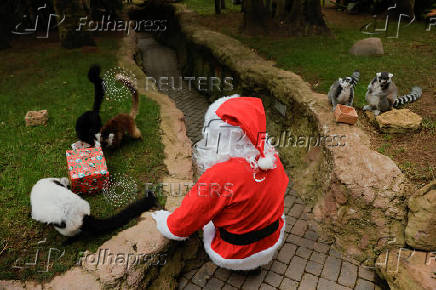 Lemurs receive Christmas boxes containing food at Bioparc Fuengirola, in Fuengirola